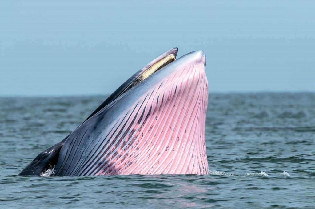 alimentacao da baleia de bryde