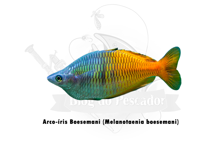 arco-iris boesemani (melanotaenia boesemani)