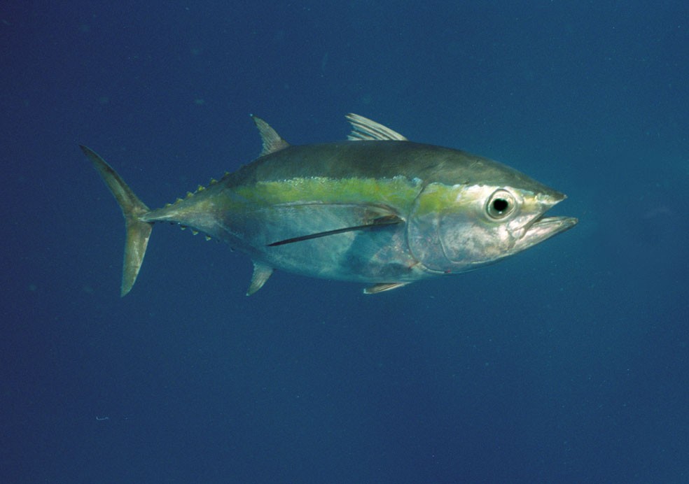 atum albacora