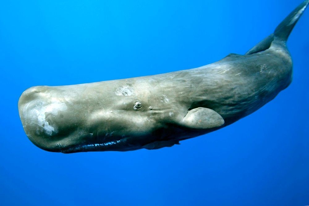 baleia cachalote