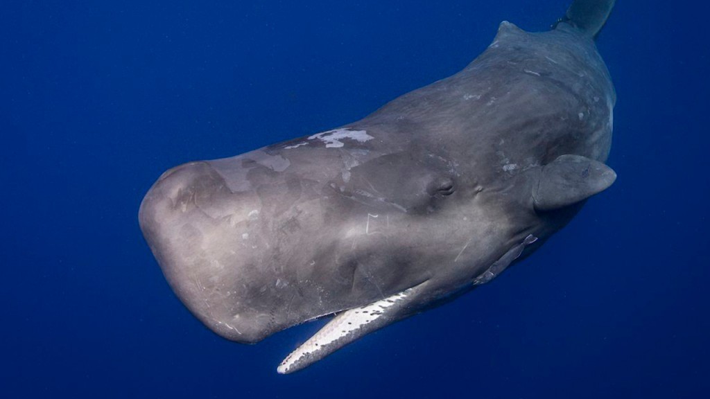 baleia cachalote