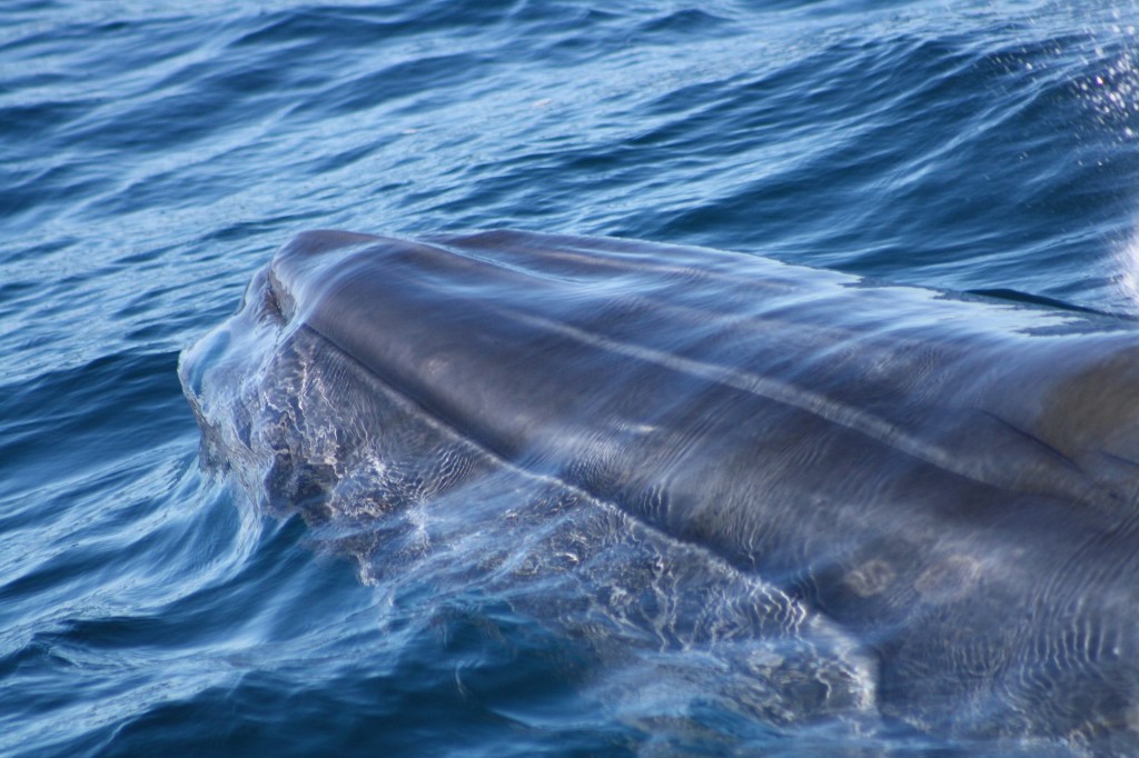 baleia de bryde