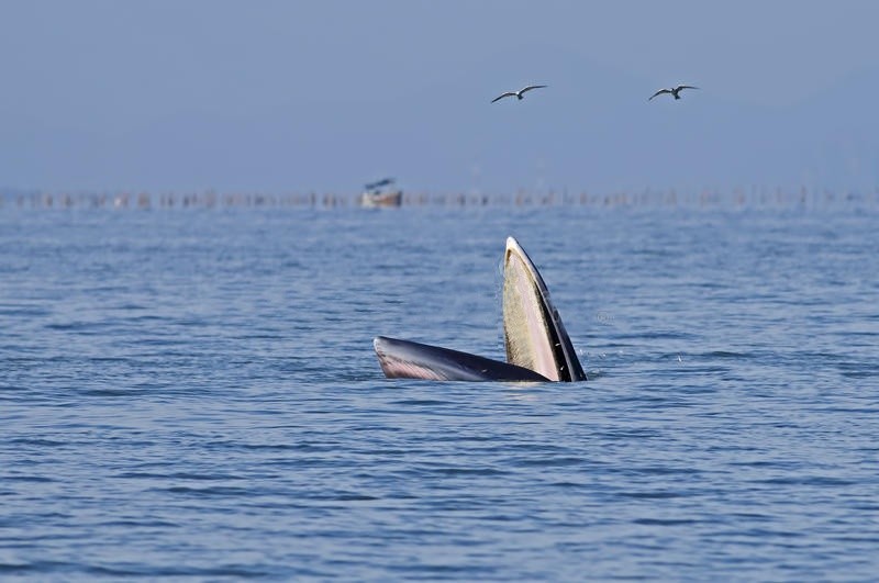 baleia de bryde