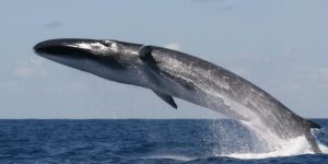 baleia fin