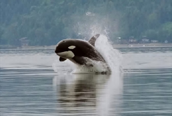 baleia orca