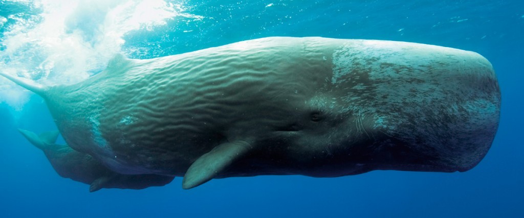características da baleia cachalote