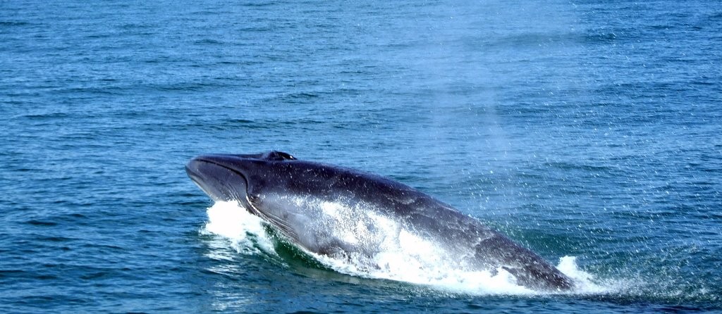 caracteristicas da baleia de bryde