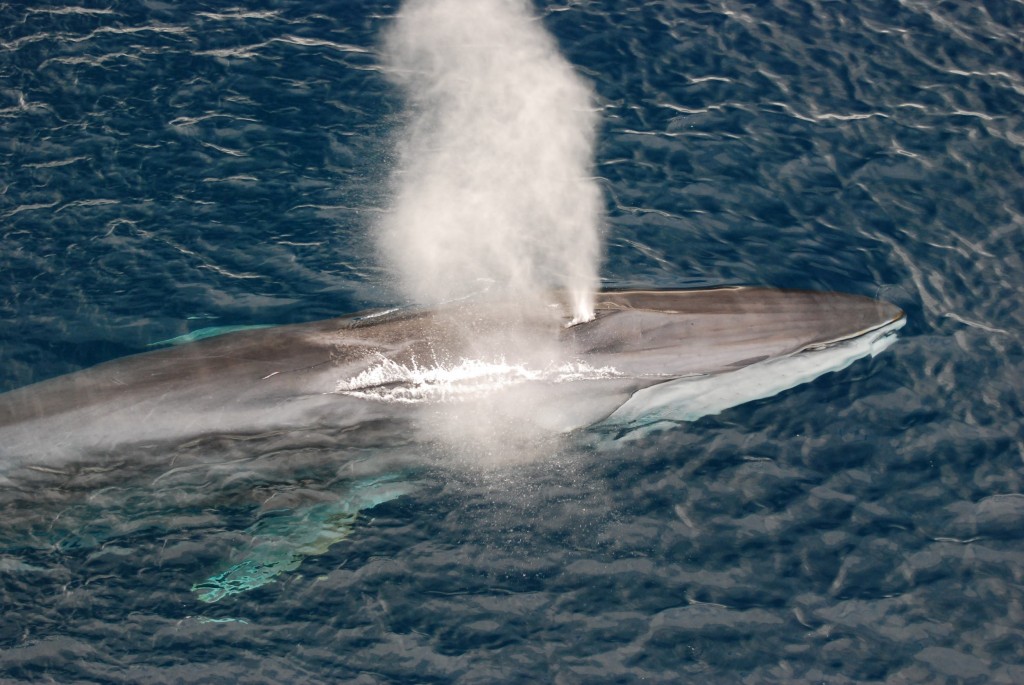 características da baleia fin