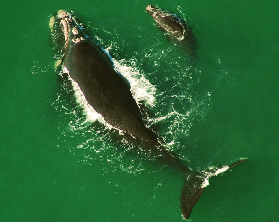 caracteristicas da baleia franca
