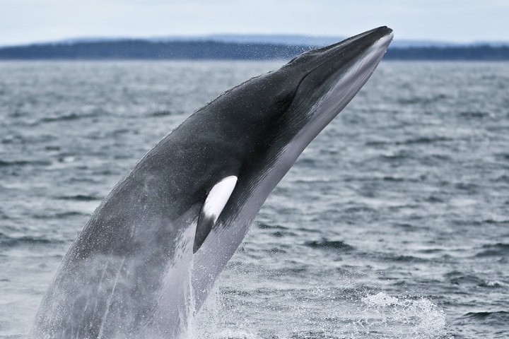 caracteristicas da baleia minke