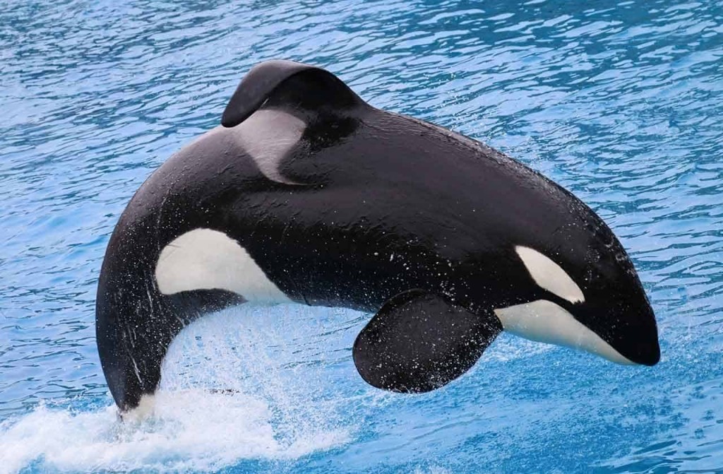 caracteristicas da baleia orca