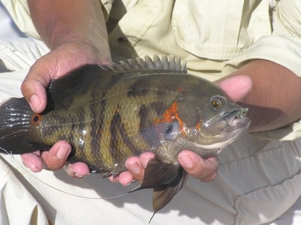 caracteristicas do peixe acara-acu