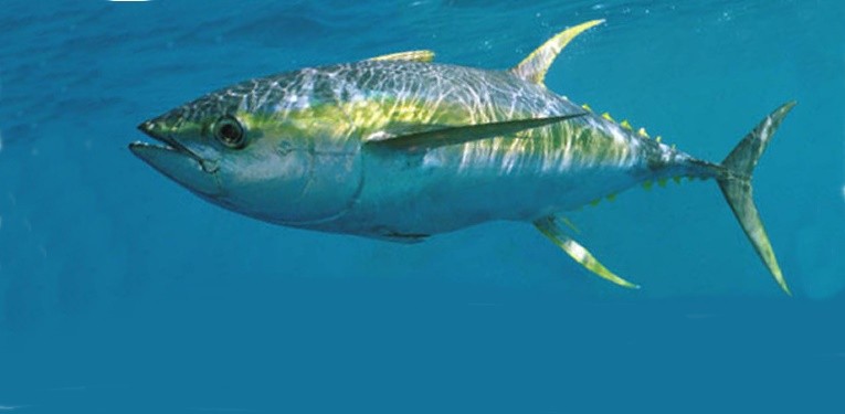 características do peixe atum albacora