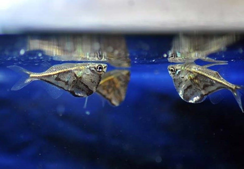 caracteristicas do peixe borboleta pintada