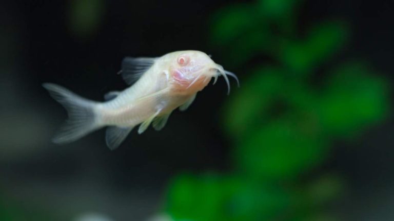 Coridora albina peixe: características, alimentação, habitat e dicas