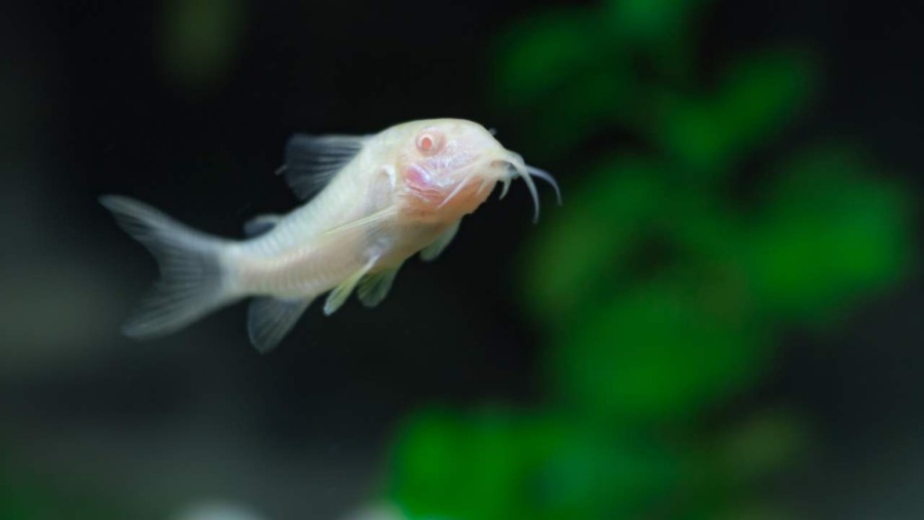 características do peixe coridora albina