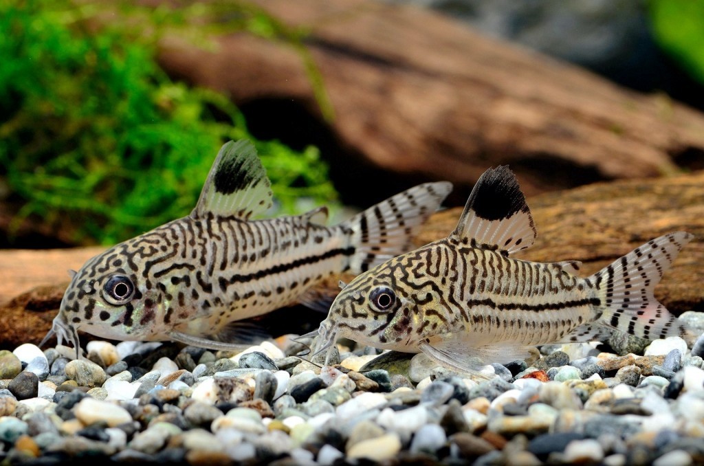 caracteristicas do peixe coridora leopardo