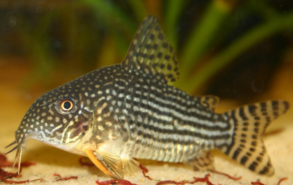características do peixe coridora sterbai