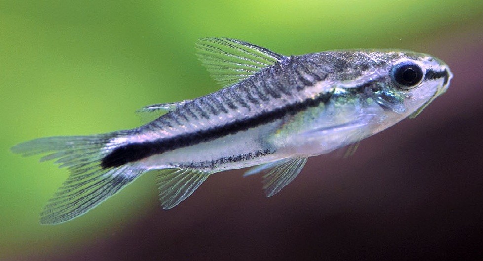 características do peixe corydora pigmeu