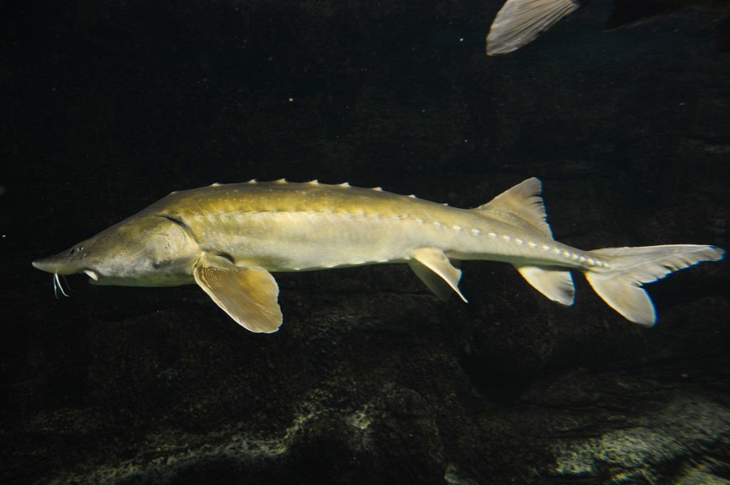 características do peixe esturjao kaluga