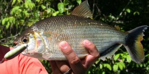 caracteristicas do peixe jatuarana