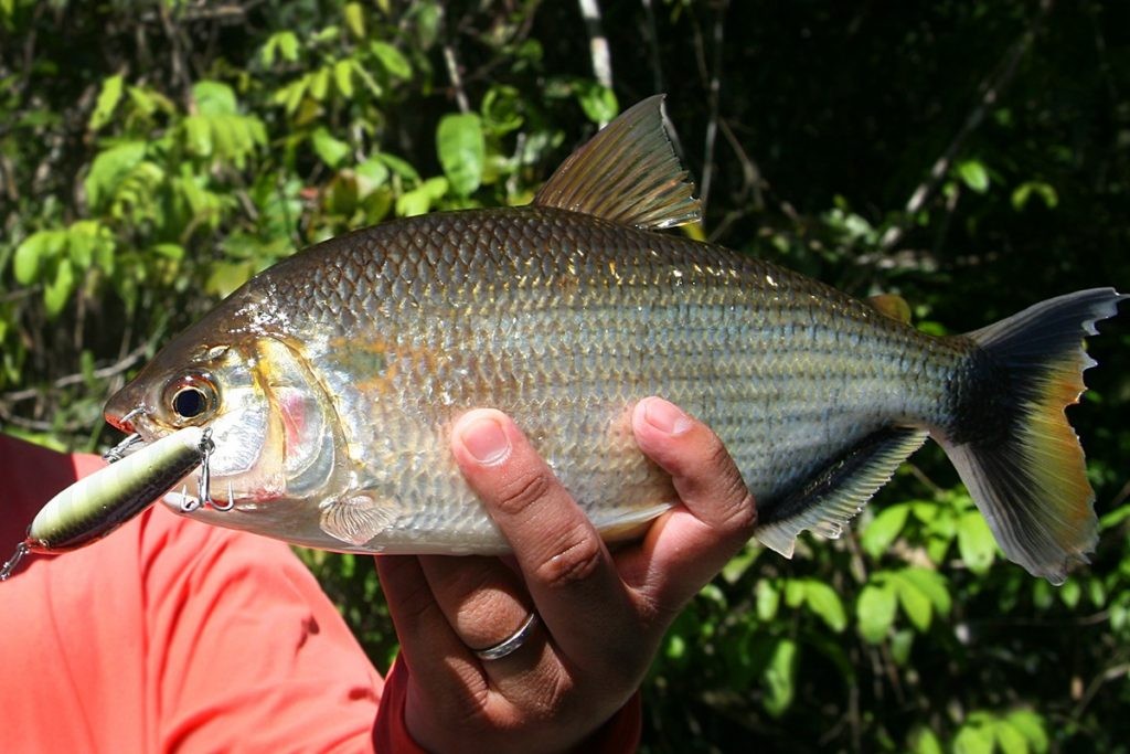 caracteristicas do peixe jatuarana