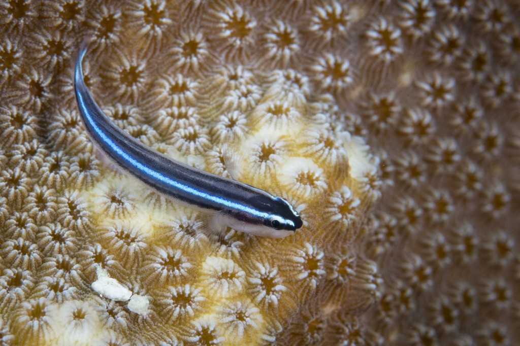 caracteristicas do peixe neon goby azul