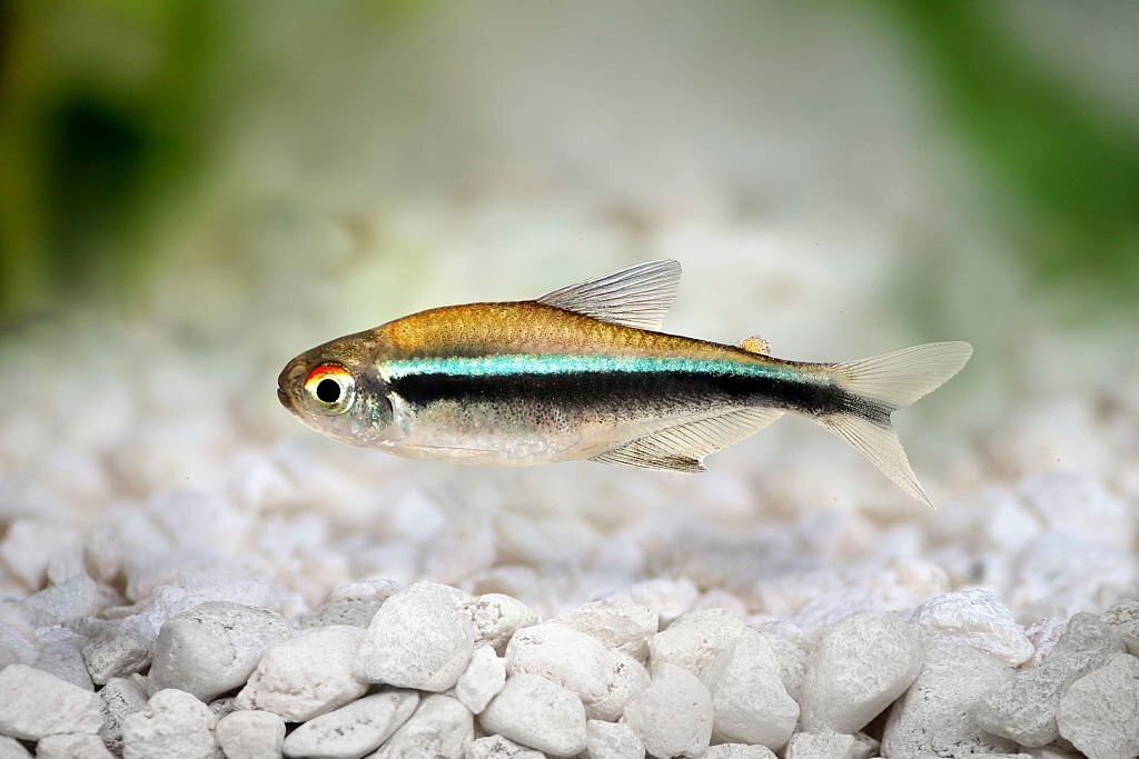 características do peixe neon negro