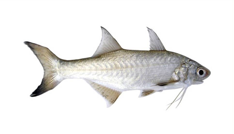 caracteristicas do peixe parati