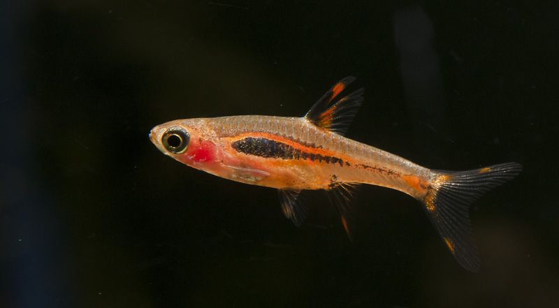 características do peixe rasbora merah