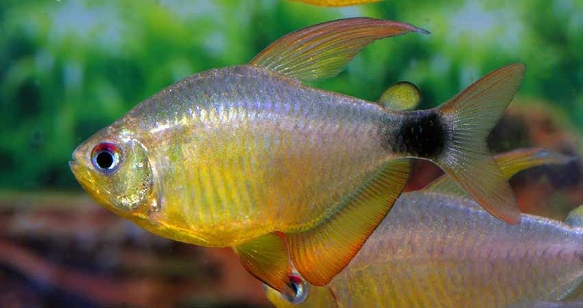 características do peixe tetra heliacus