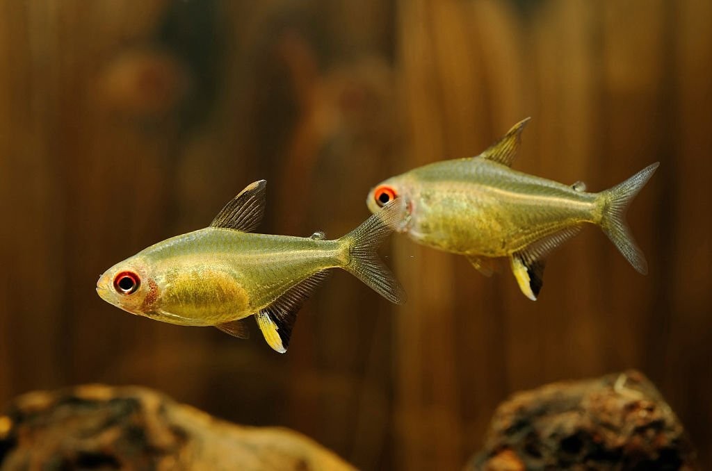 características do peixe tetra-limao