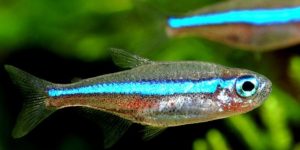 caracteristicas do peixe tetra neon verde