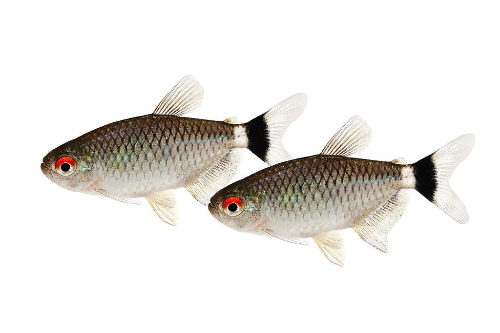 características do peixe tetra olho-de-fogo