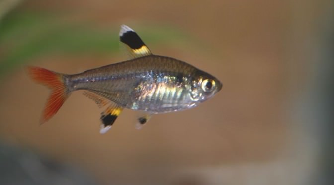 características do peixe tetra pristela ouro