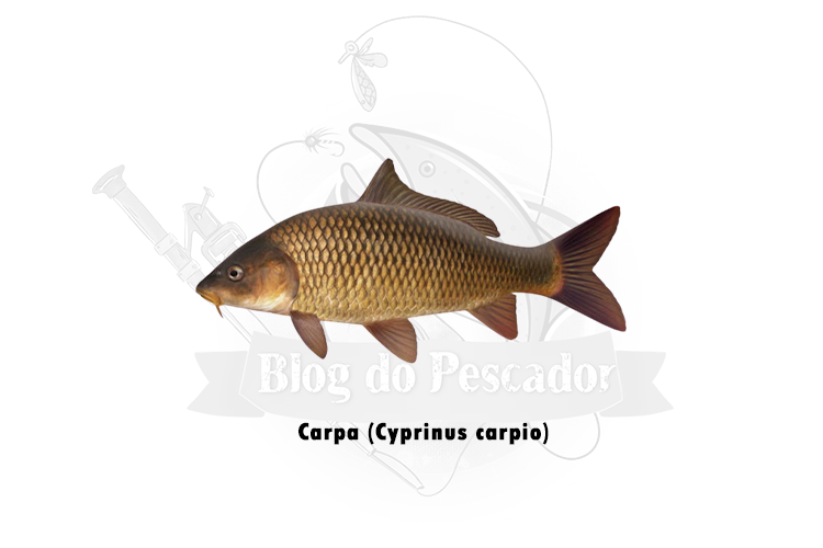 carpa (cyprinus carpio)