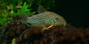 coridora sterbai
