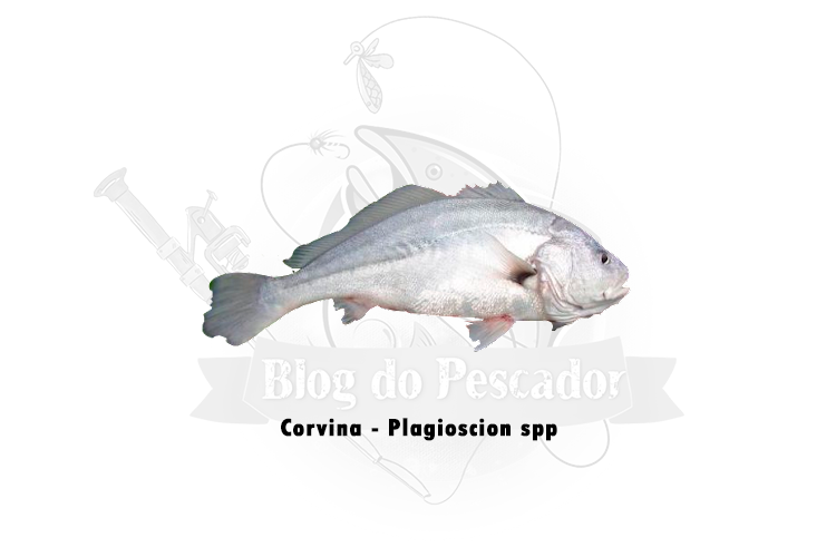 corvina - plagioscion spp