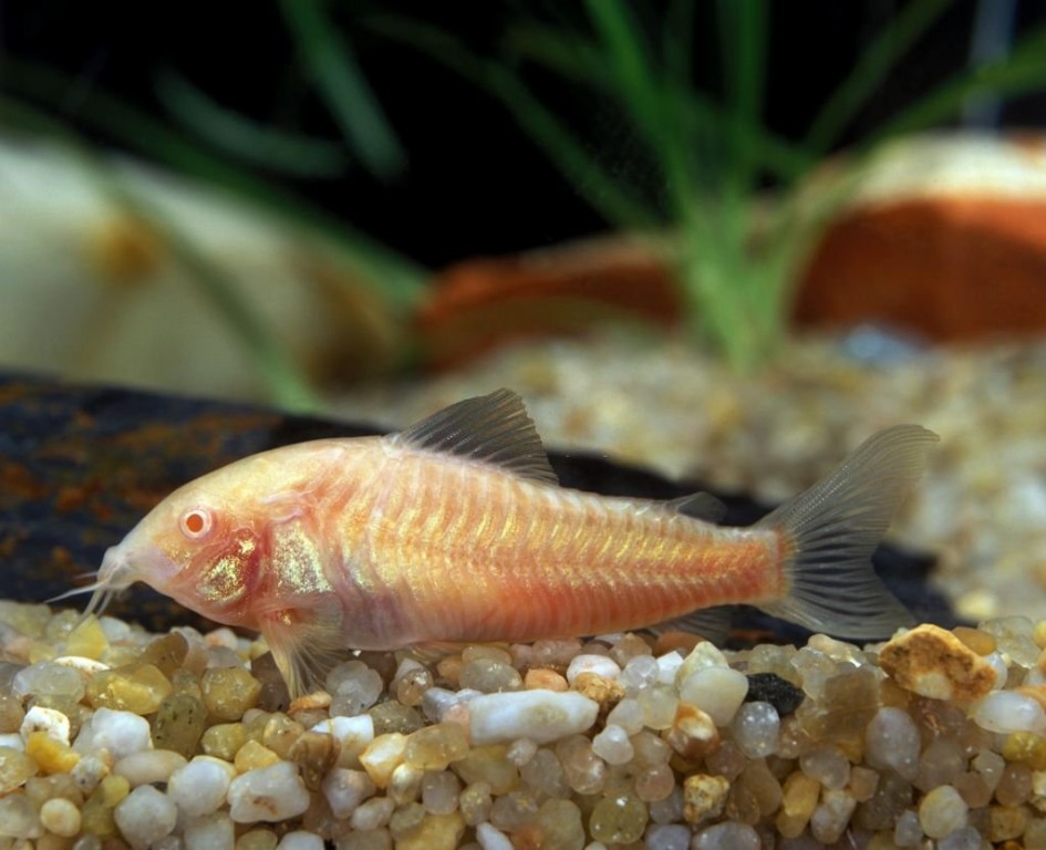 criacao do peixe coridora albina em aquario