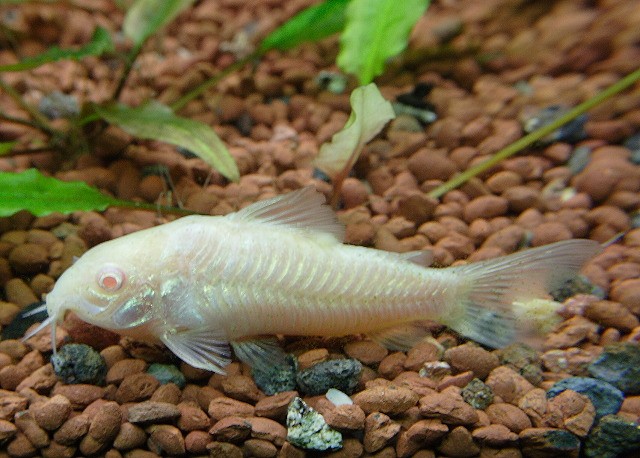 criacao do peixe coridora albina