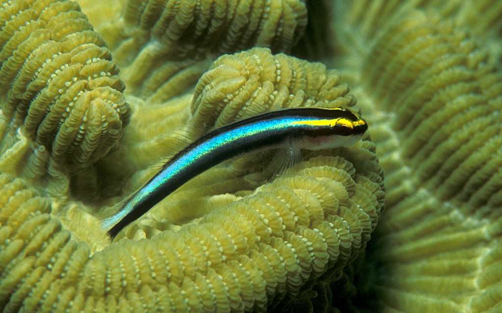 criacao do peixe neon goby azul em aquario