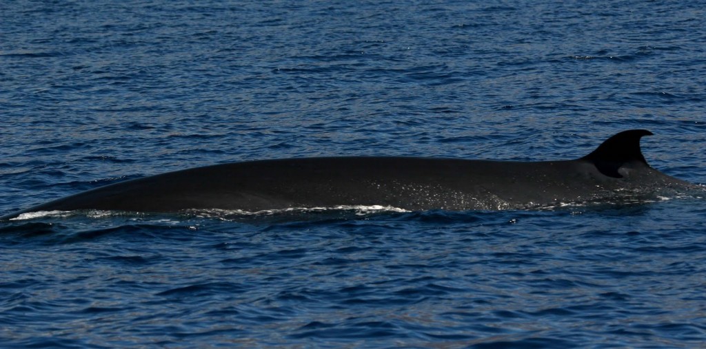 curiosidades sobre a baleia bryde