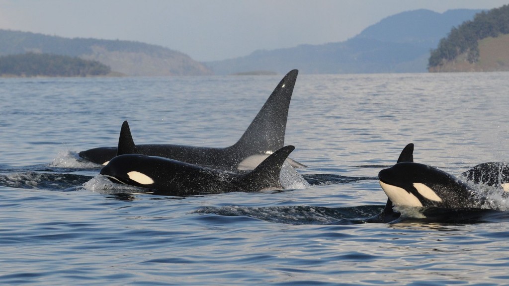 curiosidades sobre a baleia orca