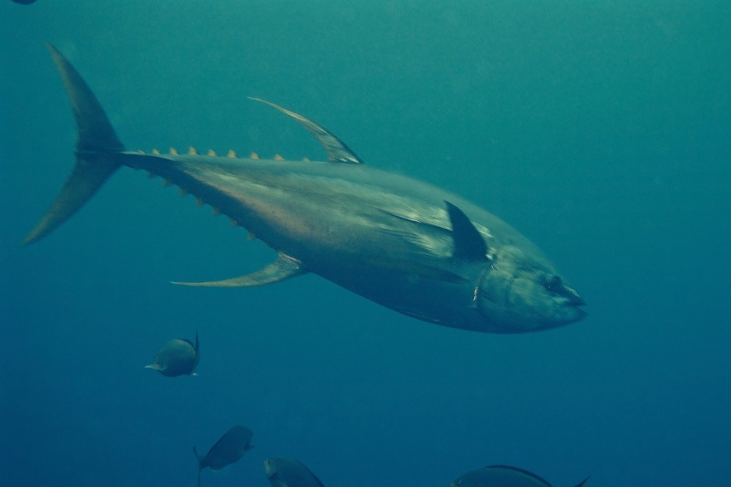 curiosidades sobre o peixe atum albacora 
