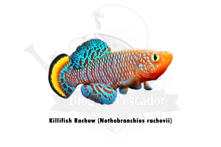 killifish rachow (Nothobranchius rachovii)