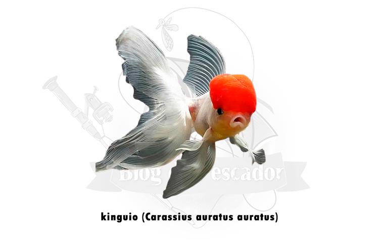 kinguio (carassius auratus auratus)
