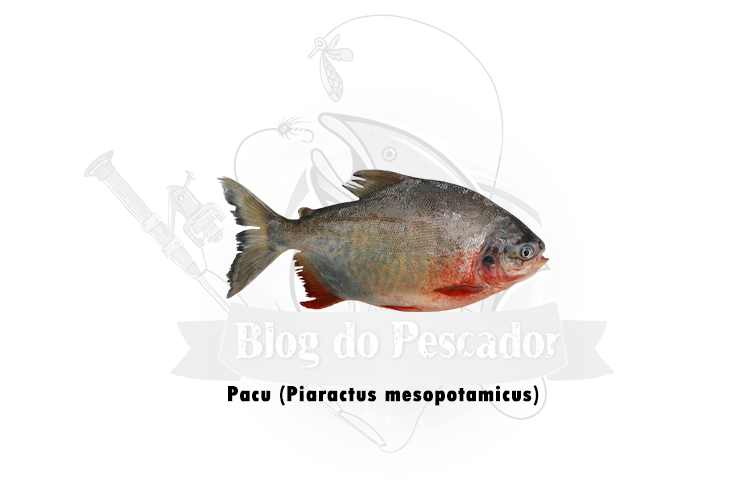 pacu (piaractus mesopotamicus)