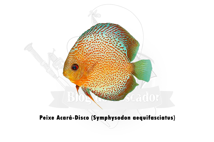 peixe acara-disco (symphysodon aequifasciatus)