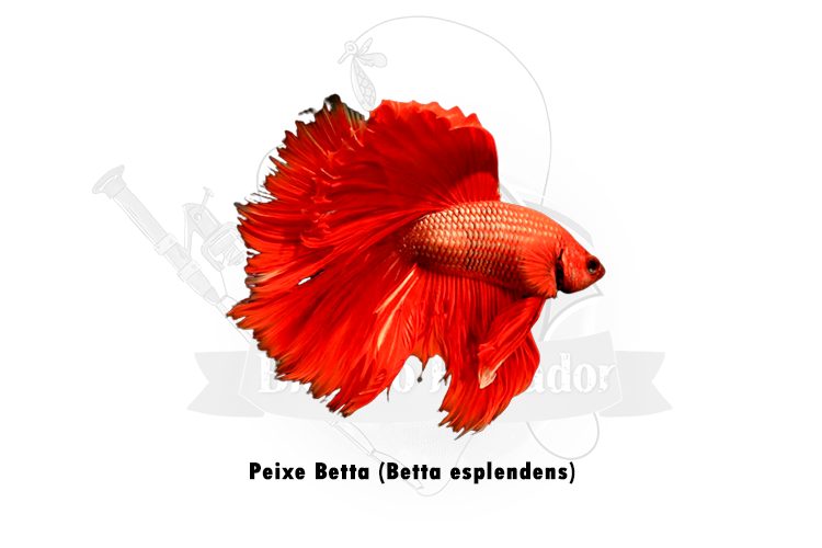 peixe betta (betta esplendens)