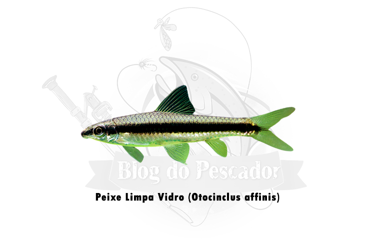peixe limpa vidro (otocinclus affinis)